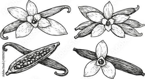 Vanilla pods and flowers detailed botanical drawing set with whole and opened pods