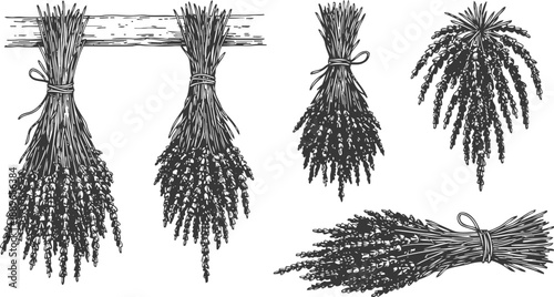 Hand drawn sprigs and bundles of lavender vintage botanical illustration with lavender bunches hanging and lying down