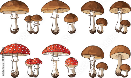 Mushroom illustration set with brown and red caps, educational botanical vector for biology and mycology themes