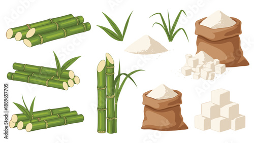 Comprehensive set of sugarcane plant stalks leaves sacks of white sugar sugar cubes and piles of refined granulated sugar on a white background.
