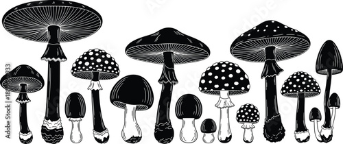Black and white vector illustration set of diverse wild mushrooms including fly agaric and toadstools in various sizes for nature forest and fungi design