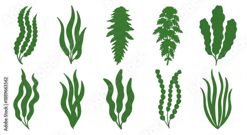 Marine Flora Icons: Detailed Seaweed Silhouettes for Underwater Design