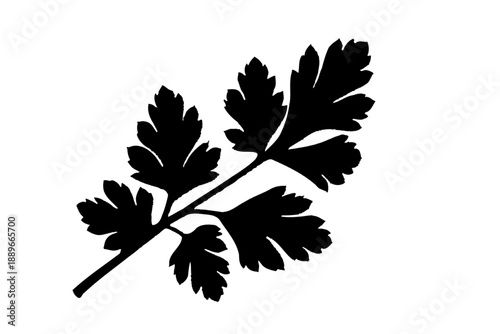 Silhouette of parsley leaves