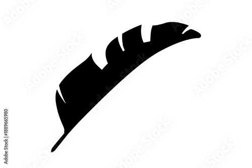 Single black feather