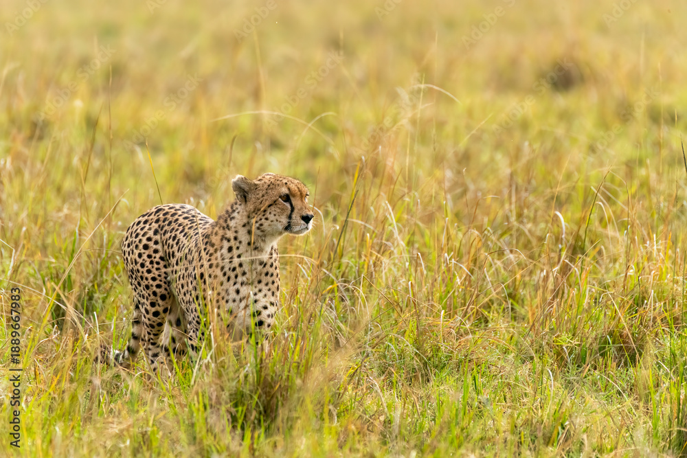 Naklejka premium A cheetah brothers from tano bora walking in the open plains of Masai Mara National Reserve during a wildlife safari