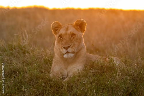A female lioness relaxing on the grasslands with a beautiful sunset colours in the background inside  Masai Mara National Reserve during a wildlife safari
