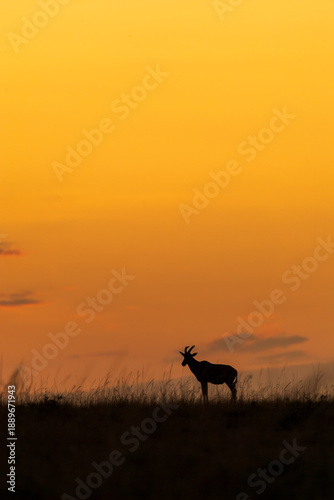 A silhouetted image of african topi with beautiful sunrise in the savana of Masai mara national reserve during a wildlife safari