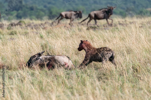 Foto A laughing hyena killing a wildebeest near mara river inside Masai Mara National