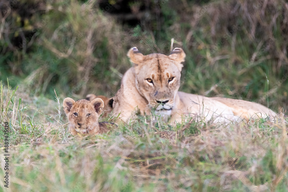 Fototapeta premium A female lioness with her family relaxing in the grasslands of Masai Mara National Reserve during a wildlife safari