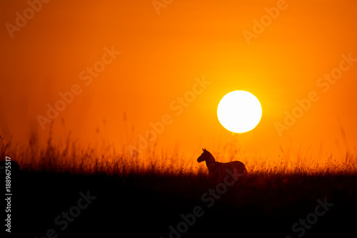A silhouetted zebra against the rising sun in the plains of masai mara national reserve during a wildlife safari