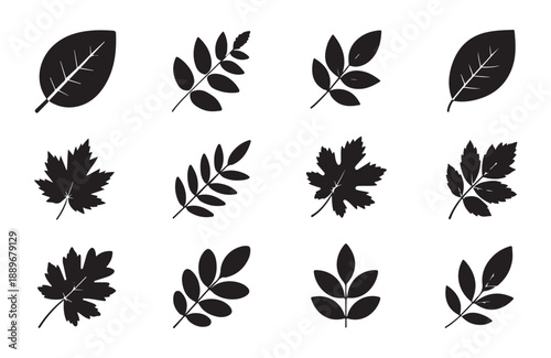 Assorted autumn leaf silhouettes collection featuring various botanical foliage shapes for nature craft design