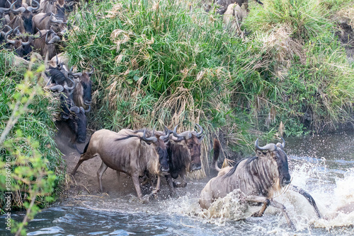 Tableau sur toile A herd of blue wildebeests crossing lower sand river causing commotion among the