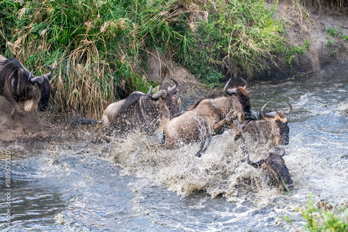 Φωτογραφία A herd of blue wildebeests crossing lower sand river causing commotion among the