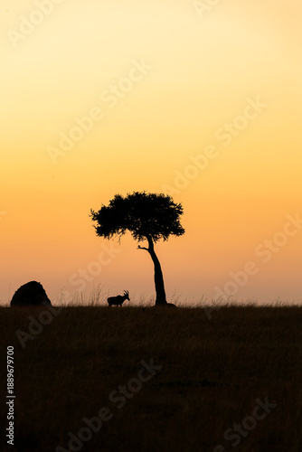 Canvas Print A silhouetted image of african topi with beautiful sunrise in the savana of Masa