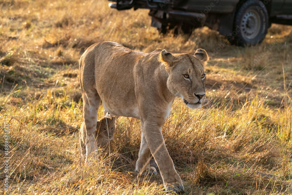 Naklejka premium A lion cub walking among high grasses in the grasslands inside Masai Mara National Reserve during a wildlife safari