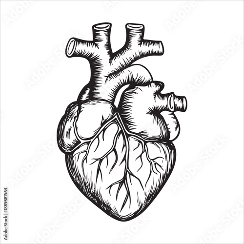 
Anatomical heart illustration showing the organ in black and white isolated on 
