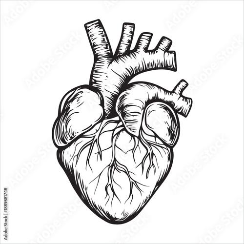 
Anatomical heart illustration showing the organ in black and white isolated on 