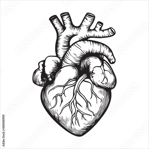 
Anatomical heart illustration showing the organ in black and white isolated on 