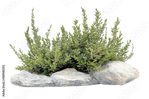Green thyme herb plant growing on rocks isolated on transparent background. Plant bush tree isolated on white background.