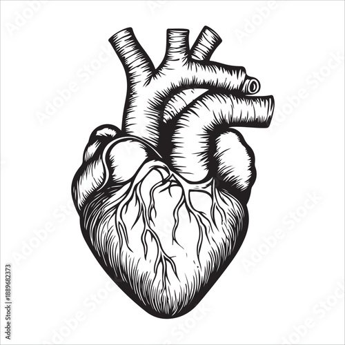 
Anatomical heart illustration showing the organ in black and white isolated on 