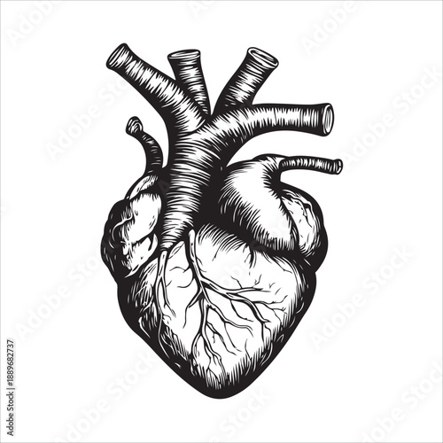 
Anatomical heart illustration showing the organ in black and white isolated on 