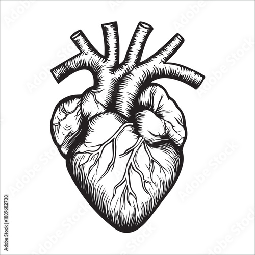 
Anatomical heart illustration showing the organ in black and white isolated on 
