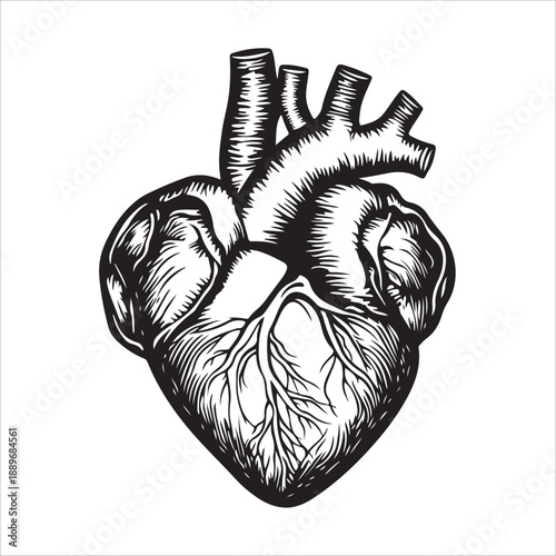 
Anatomical heart illustration showing the organ in black and white isolated on 