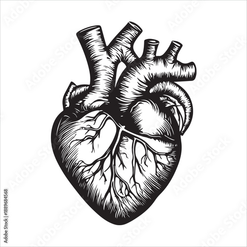 
Anatomical heart illustration showing the organ in black and white isolated on 