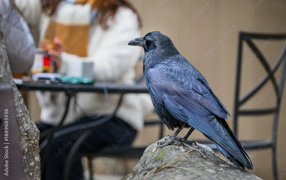 Fototapeta premium A common raven (Corvus corax) eyeing tourists’ picnic food. Yosemite National Park. California. USA.