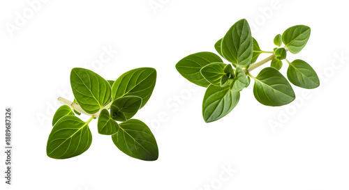Fresh green oregano leaves herbs on transparent background