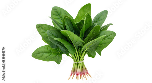 Bunch of fresh green spinach leaves with roots on a transparent background background removal