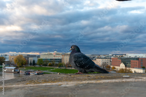 Tableau sur toile A rock pigeon stands on a weathered stone ledge overlooking a city riverfront an