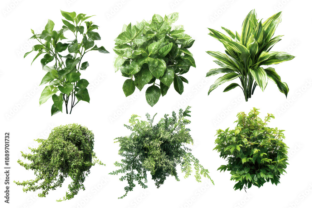 Naklejka premium Collection of six green leafy plants isolated on transparent background. Various green plants in a grid layout isolated on white background.