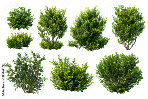 Collection of green bushes and shrubs isolated on transparent background. Collection of green leafy bushes isolated on white background.