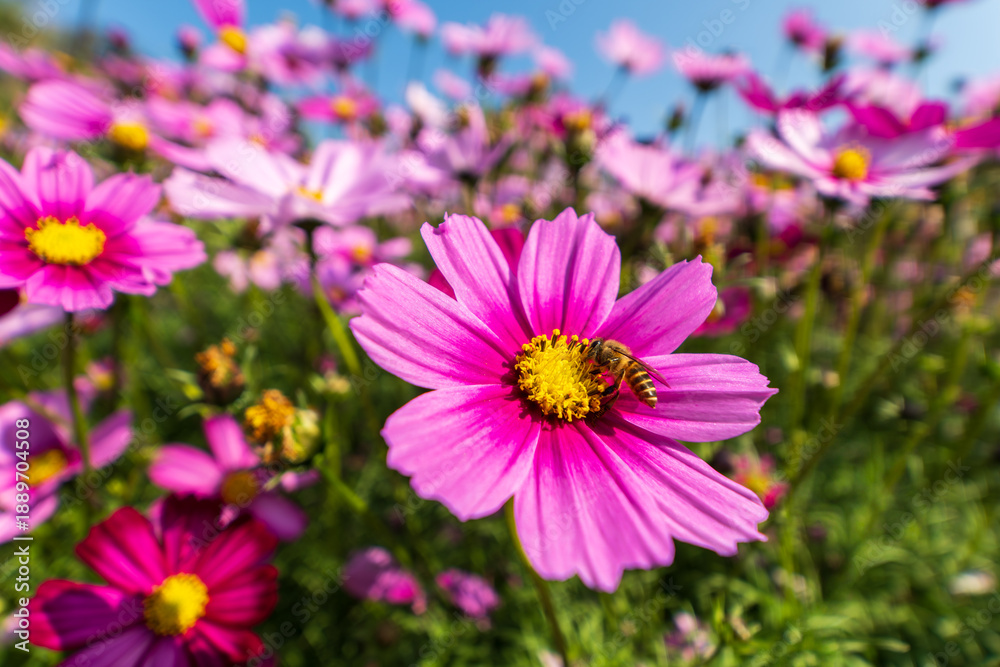 Fototapeta premium Honeybee Pollinating a Bright Pink Cosmos Flower in a Summer Garden