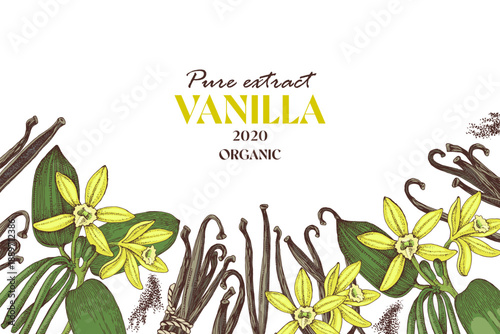 Hand drawn vector background with vanilla plant