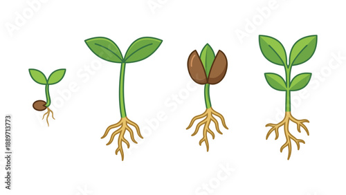 Illustration depicting the sequential stages of plant growth from a germinating seed to a young seedling with roots and leaves.