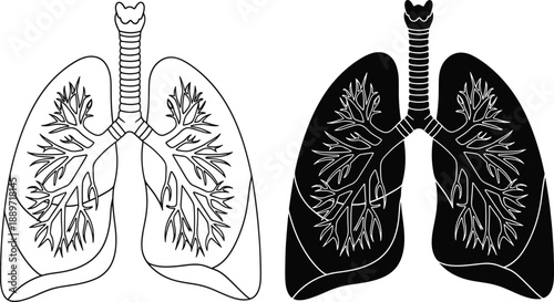 Human lungs anatomy illustration medical science outline