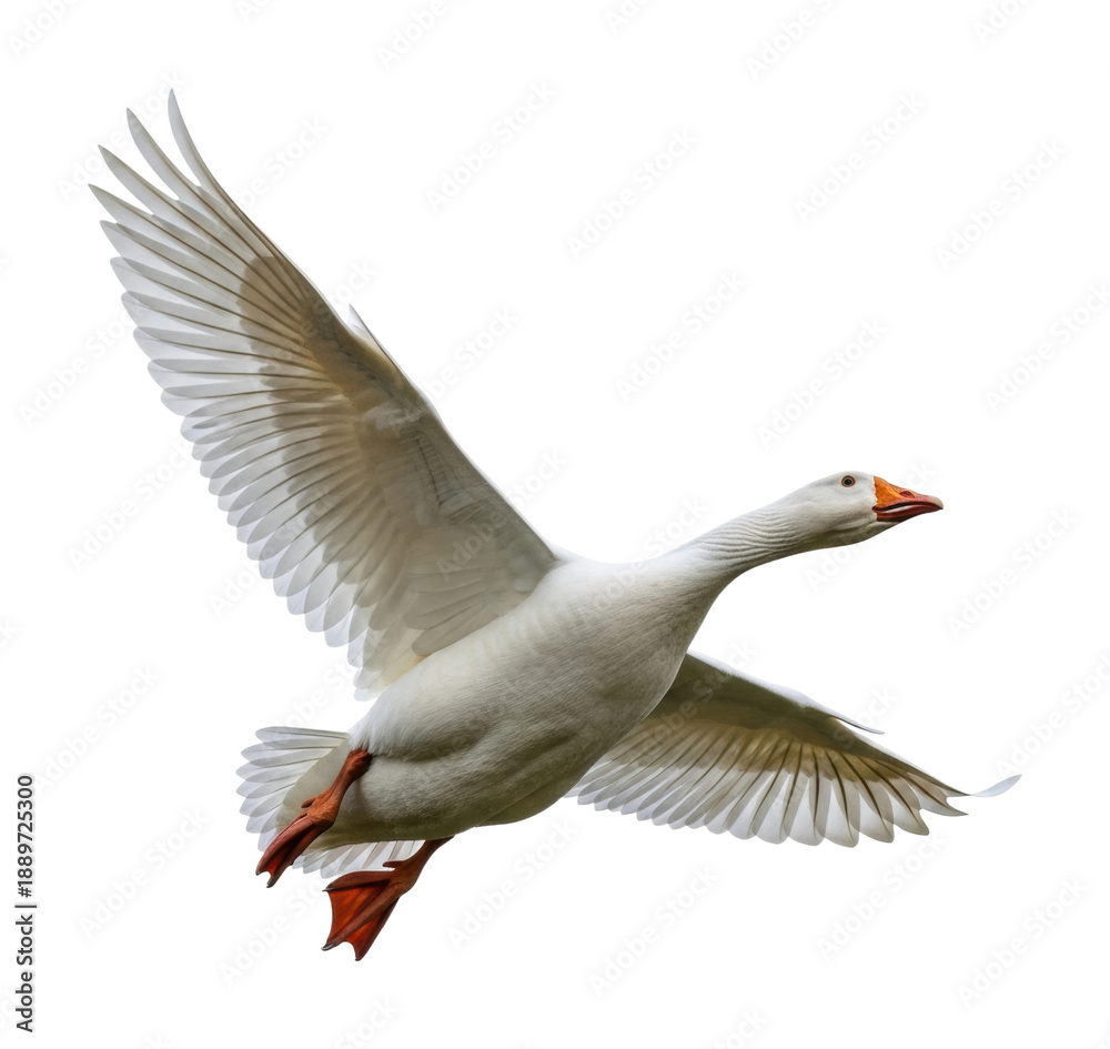 Obraz premium Flying goose in action nature animal wildlife isolated on transparent background