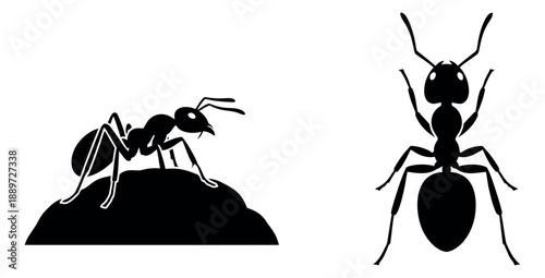 Graphic ant set featuring a side view and a top view for nature and science projects