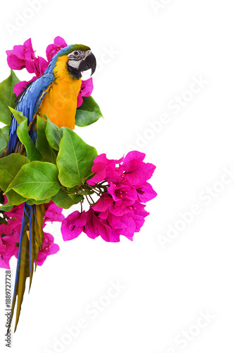 Blue and yellow parrot (Ara) on twigs of pink bougainvillea flowers isolated on white or transparent background