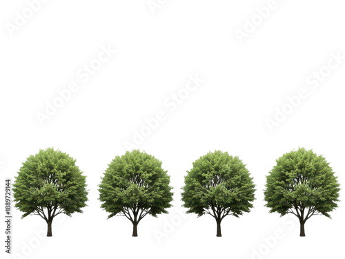 Set of four lush green trees with full foliage isolated on transparent background