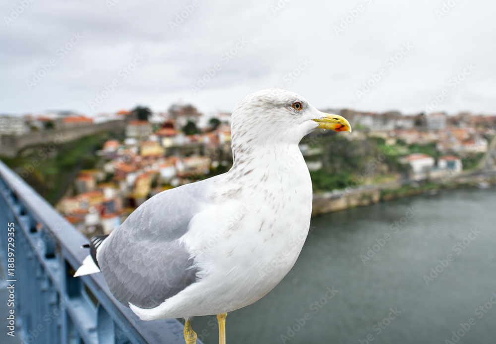 Fototapeta premium Big seagull on a bridge in Porto
