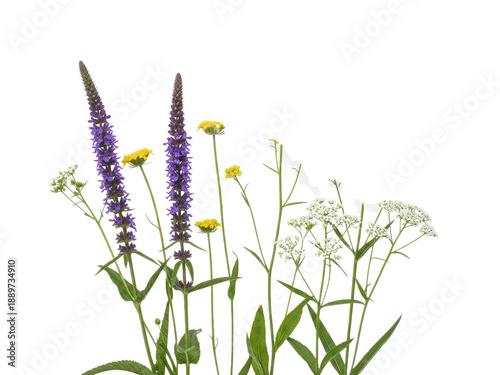 Wildflowers with purple and yellow blossoms growing naturally in a lush green field isolated on transparent background