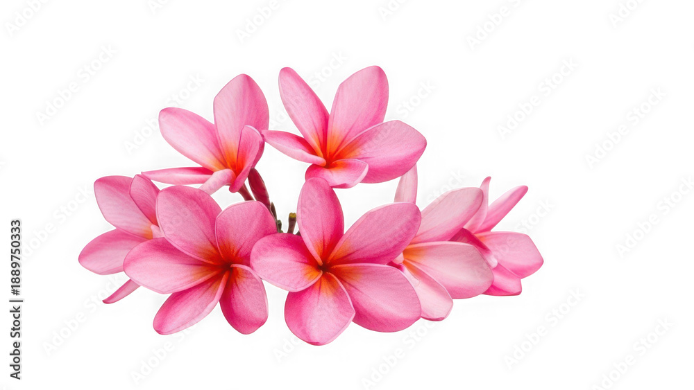 Obraz premium Pink plumeria flowers isolated on transparent background