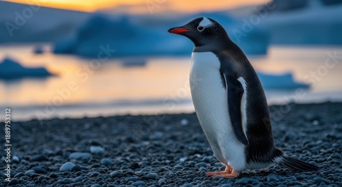 Penguin standing on rocky beach with icy landscape at sunset