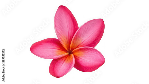 Pink plumeria flower isolated on transparent background