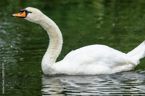 Bilde på lerret A white mute swan (Cygnus olor) feeding in a pond in South Africa