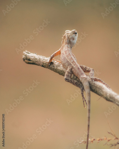 lizard on a tree