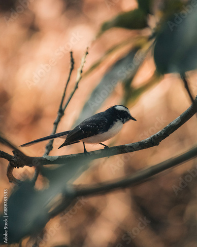 bird on a branch